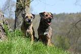 BORDER TERRIER 094